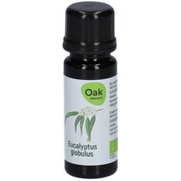 Oak Eucalyptus globulus