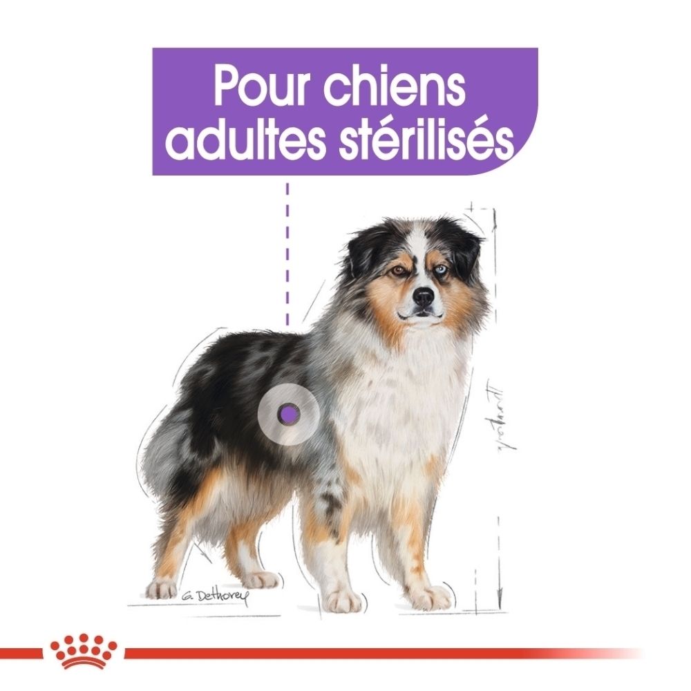 Illustration d'un chien avec marquage pour chien stérilisé, Royal Canin.