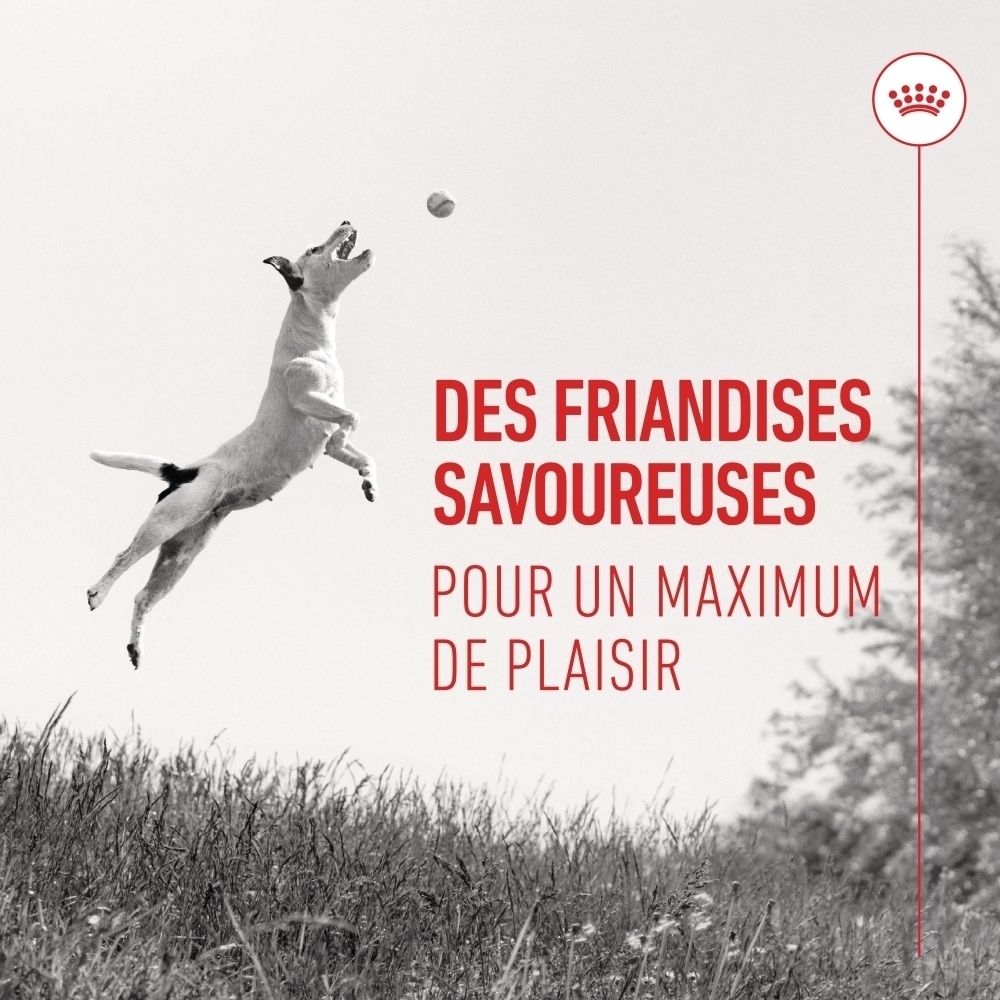 Chien sautant pour une balle, Royal Canin Training Treats pour un maximum de plaisir.