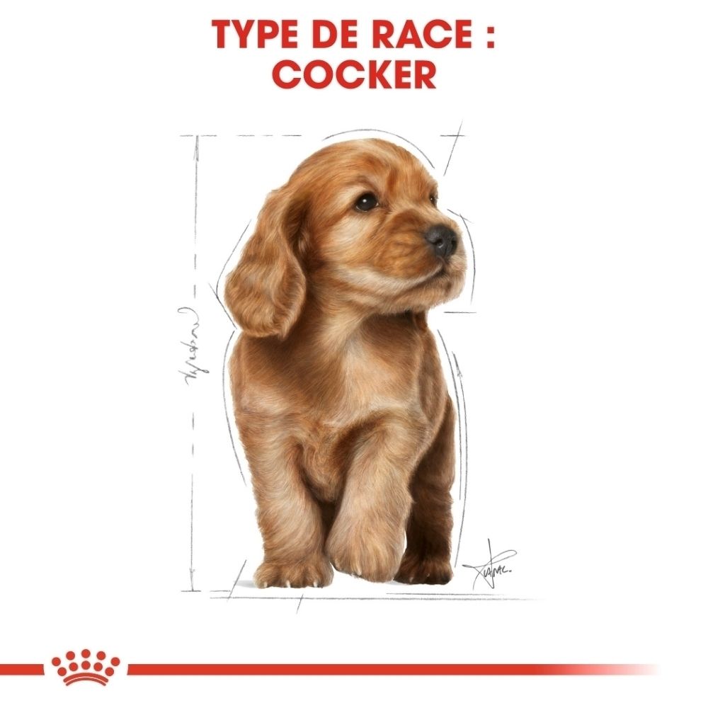 Portrait d'un chiot Cocker Spaniel brun avec des lignes de croquis délimitant sa forme.