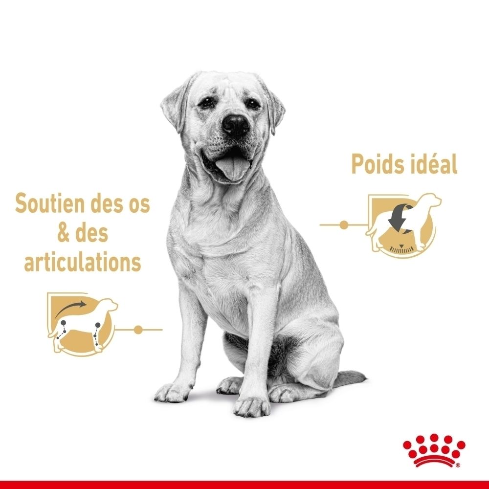 Royal Canin Labrador Retriever Adulte 140g sachet.