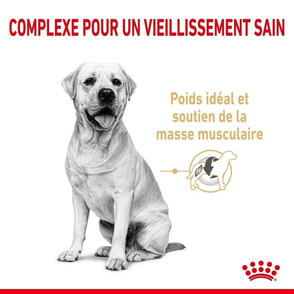 Royal Canin Labrador Retriever Adulte 5+: Croquettes avec L-carnitine et teneur adaptée en protéines.