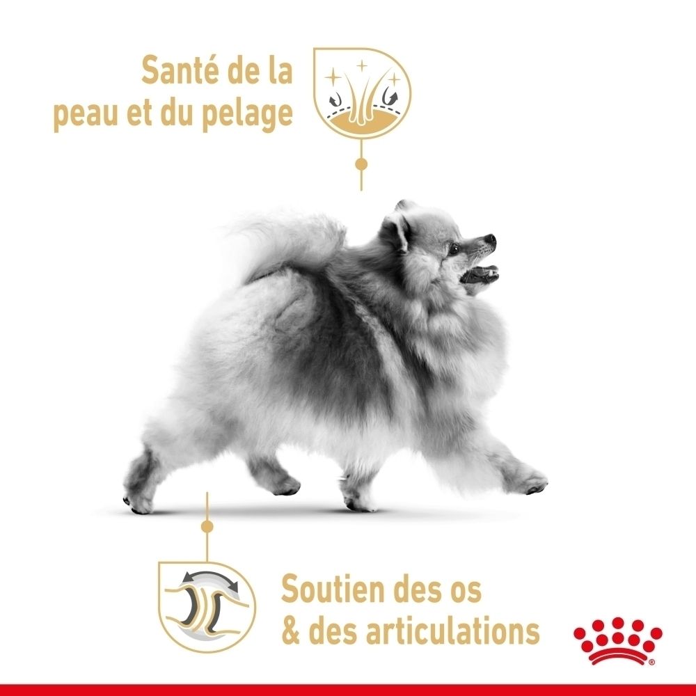 Un Spitz nain avec des icônes pour la santé de la peau et le soutien articulaire. Logo couronne en bas à droite.