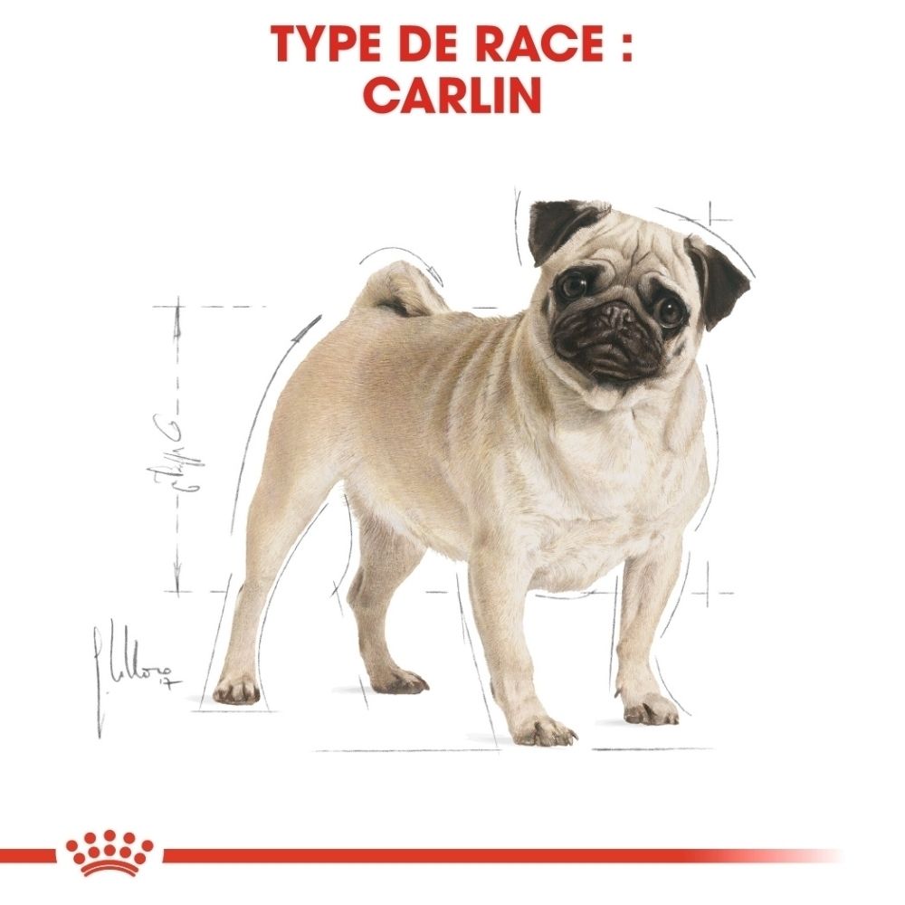 Nourriture Royal Canin Pug: Illustration de race d'un carlin, avec mesures schématiques.