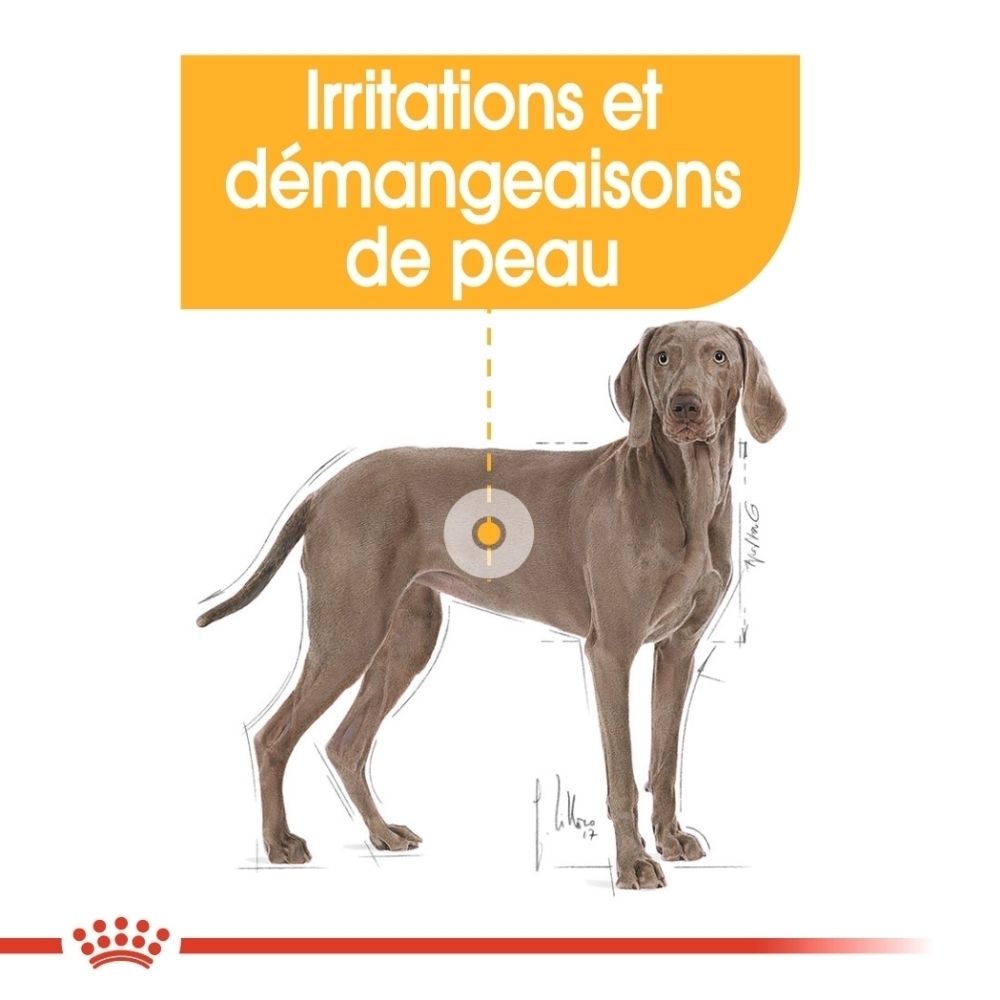 Sac Royal Canin Maxi Dermacomfort avec graphique "Résultats prouvés 91%" et "Formule réduite en allergènes".