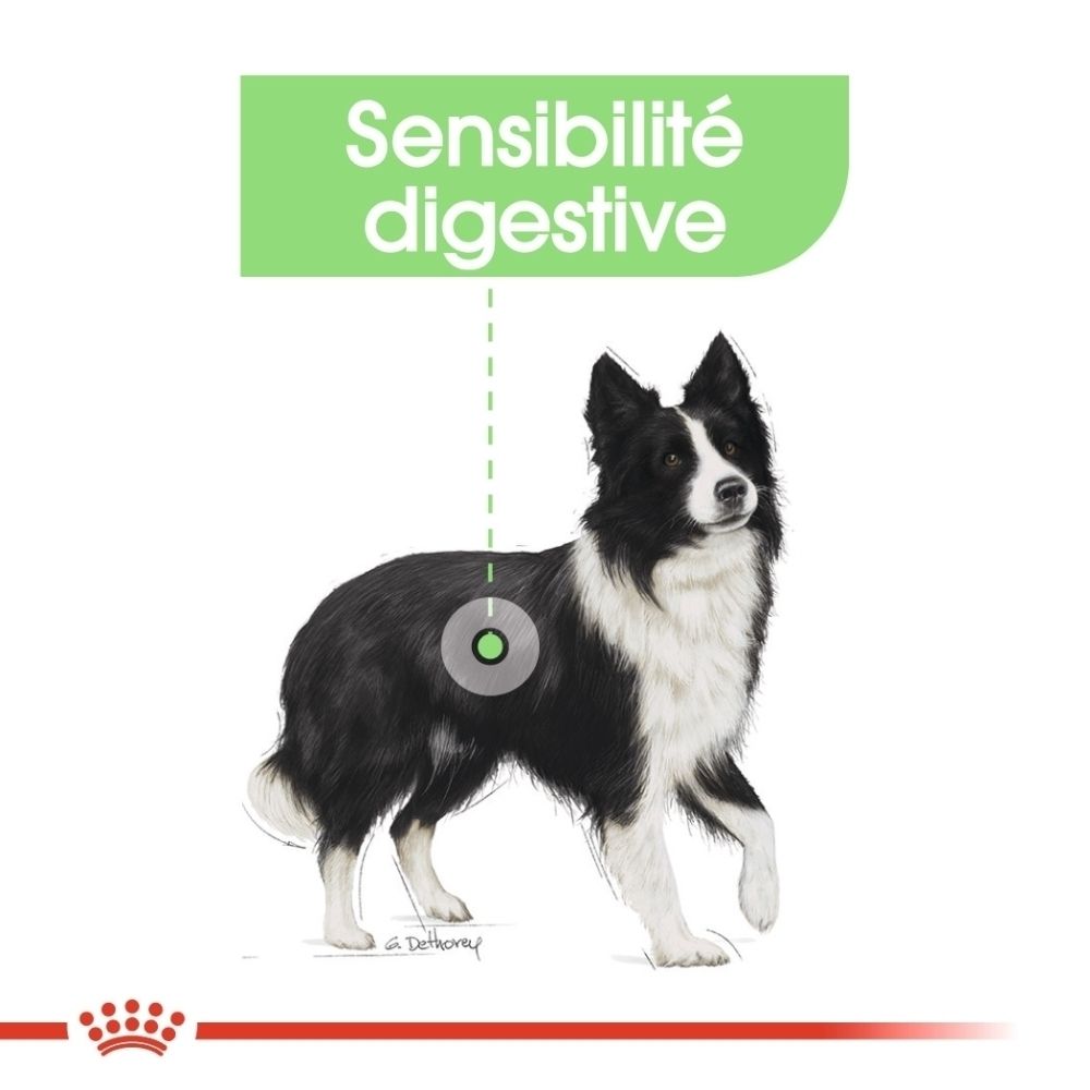 Graphique avec un chien et texte sur l'amélioration de la qualité des selles, textes français.