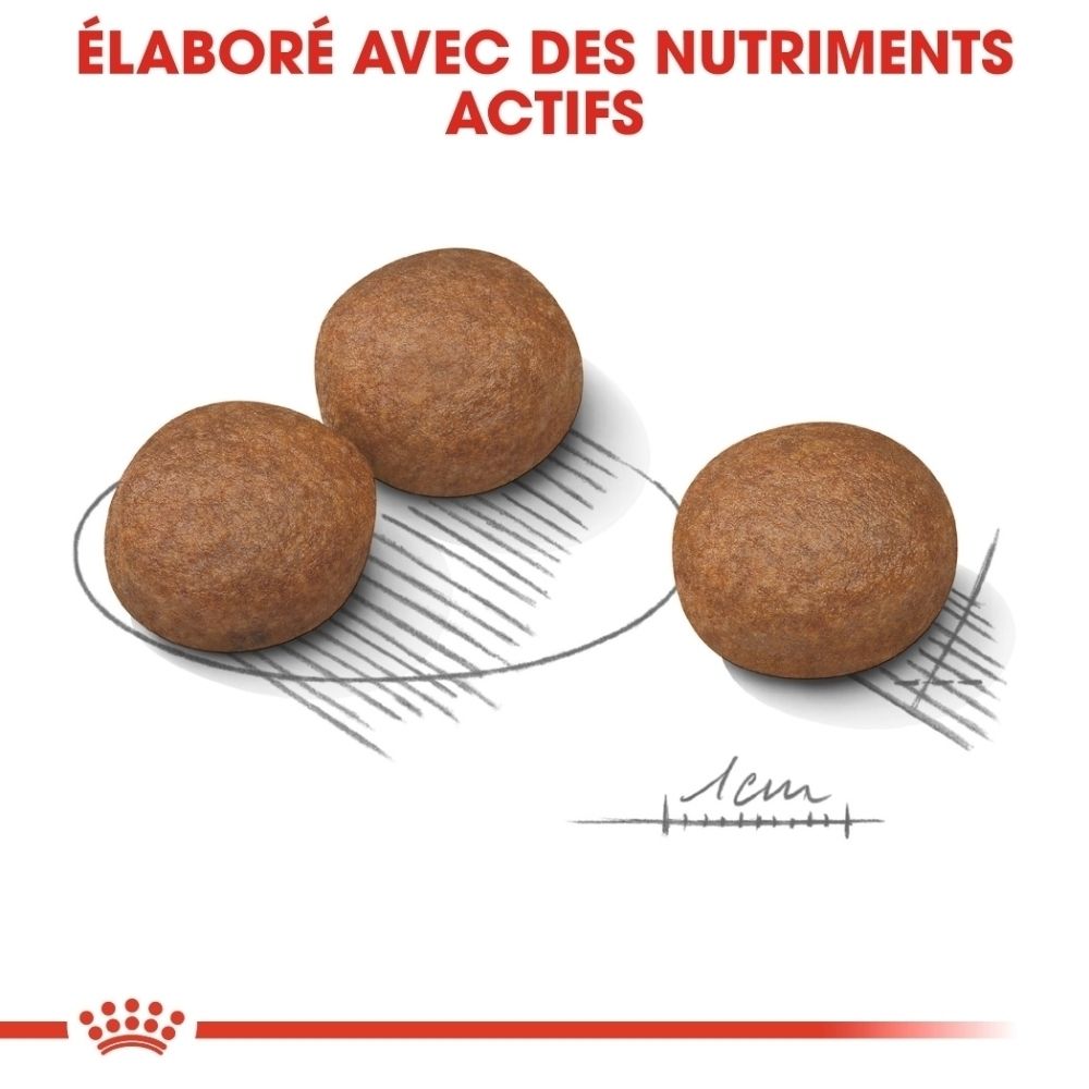 Deux paquets de nourriture pour chiens Royal Canin (sac et barquette) avec textes français.