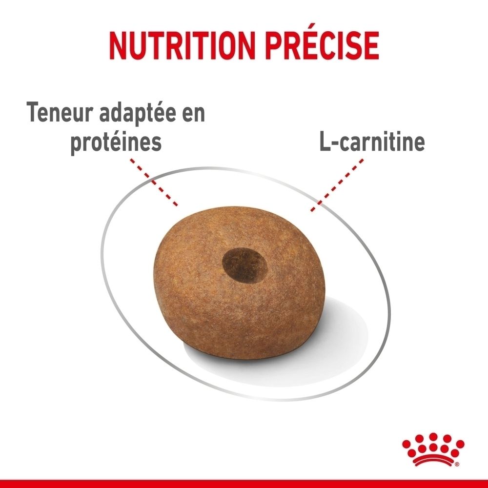 Golden Retriever avec textes français sur la masse musculaire et les calories.