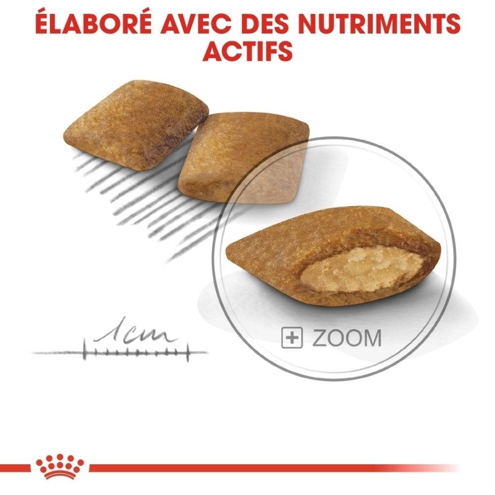 Gros plan sur des croquettes pour chien, agrandies avec une loupe, avec une échelle et le texte 'Élaboré avec des nutriments actifs'.
