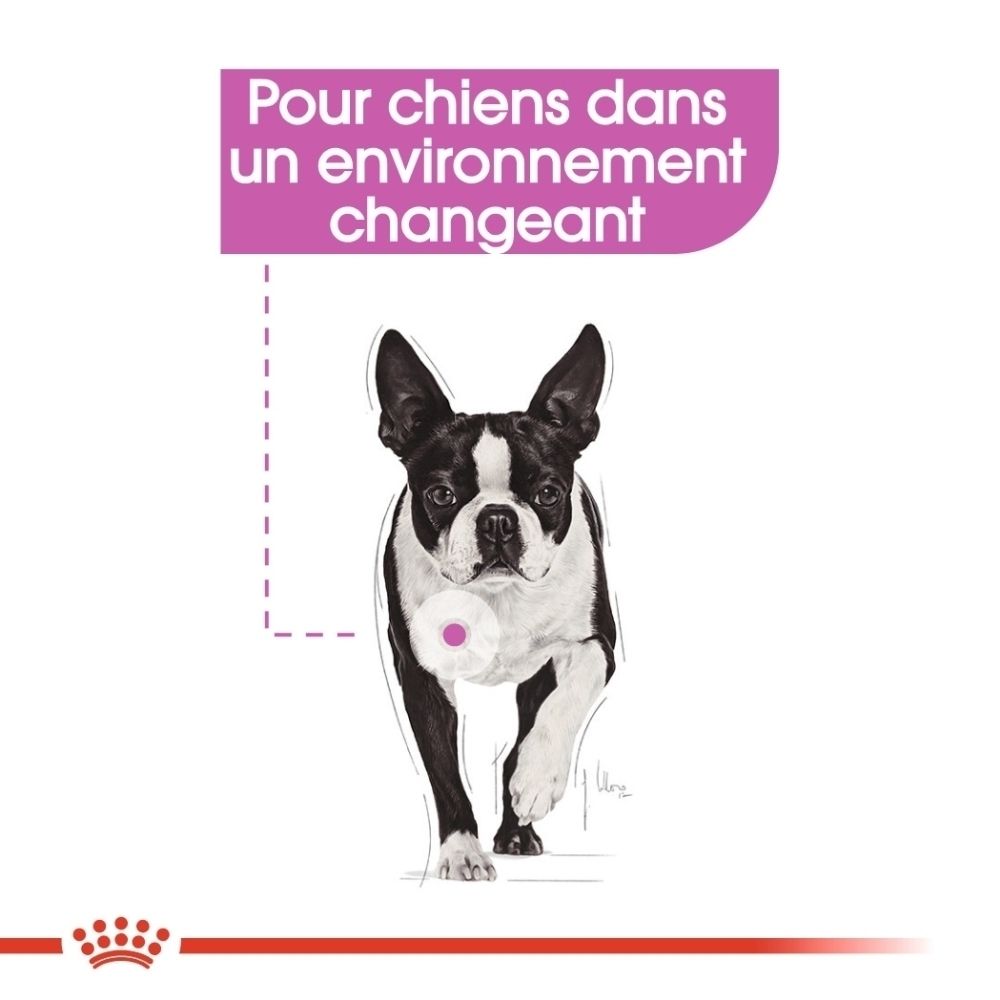 Boston Terrier avec cercle rose sur la poitrine, texte sur les chiens en environnement changeant.