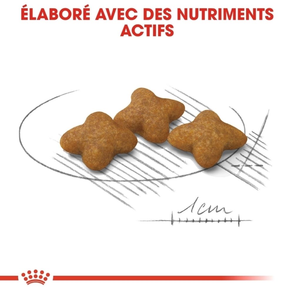 Trois croquettes en forme d'étoile sur une assiette avec croquis.