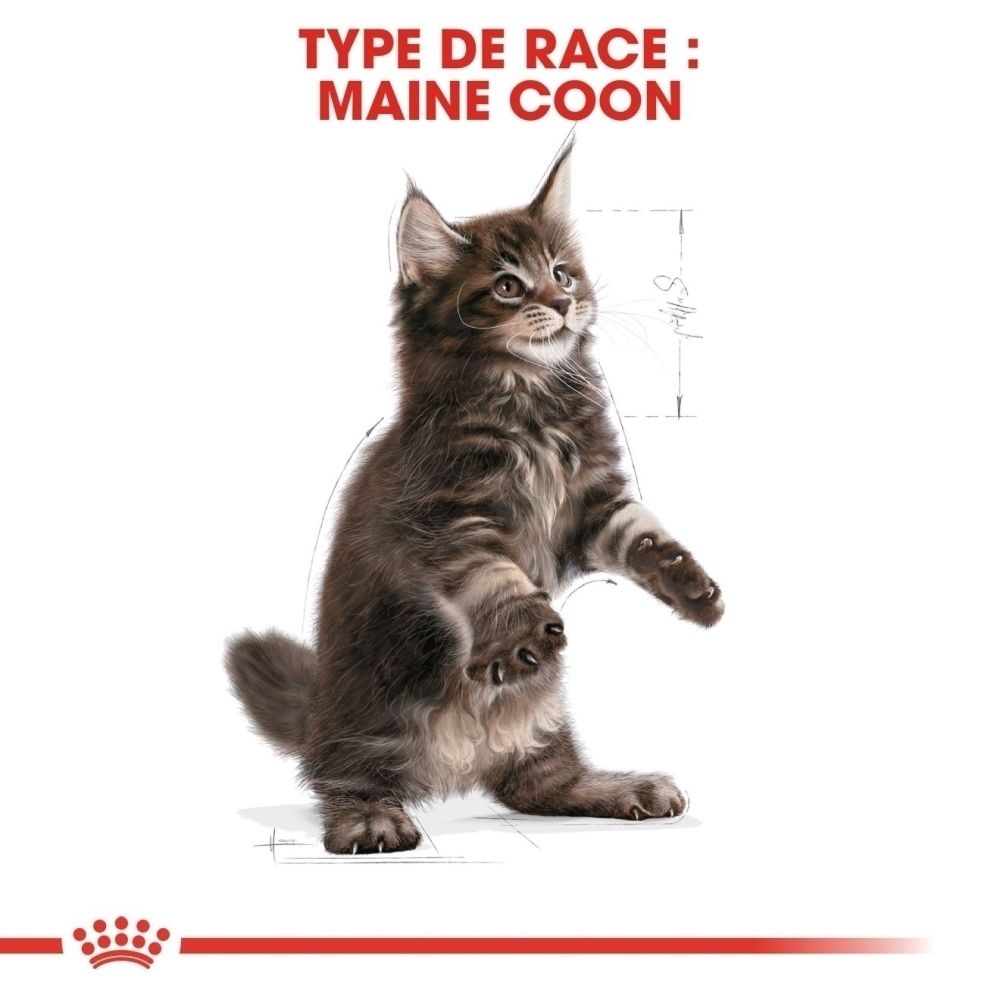 Jeune chaton Maine Coon debout, avec des lignes schématiques à côté.