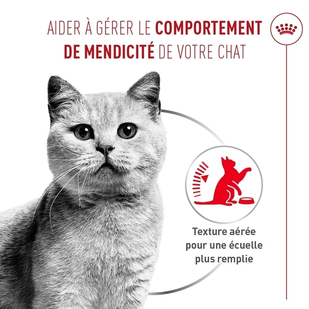 Gris chat regarde vers l'avant. À côté, une icône de chat mangeant avec du texte sur une texture aérée.