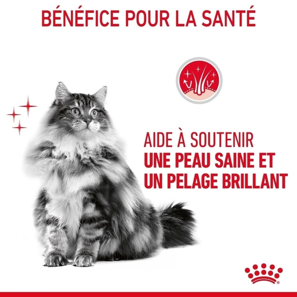 Chat à poils longs, favorise une peau saine et un pelage brillant.