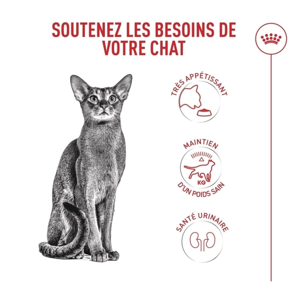 Chat Abyssin assis, avec icônes pour l'appétit, le poids et les voies urinaires.
