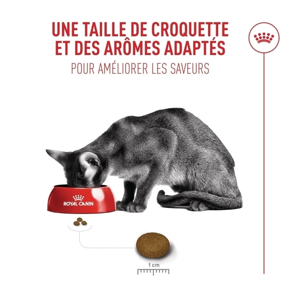 Chat mangeant dans une gamelle rouge. Croquettes individuelles et comparaison de taille (1 cm).