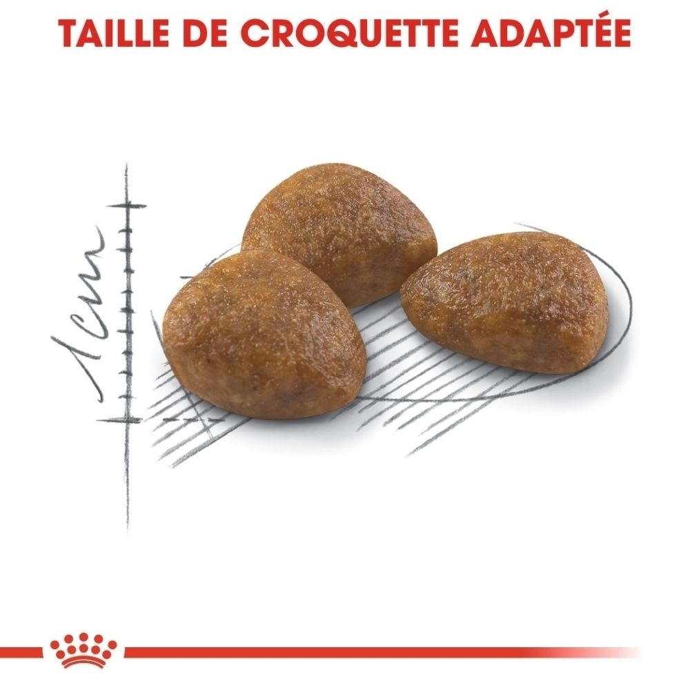 Gros plan sur trois croquettes Royal Canin Outdoor 7+ montrant la taille de croquette adaptée.