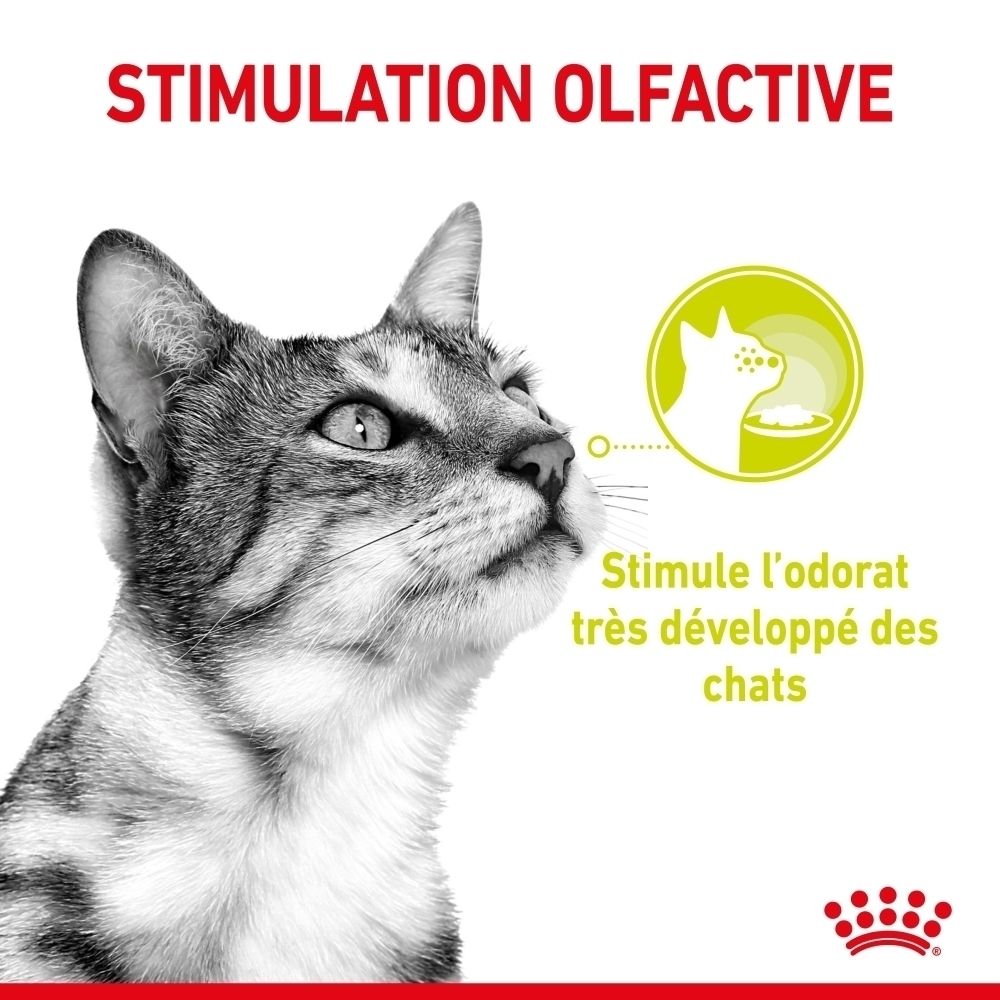 Tête de chat avec texte "Stimulation Olfactive". Petite illustration montre un chat qui sent.