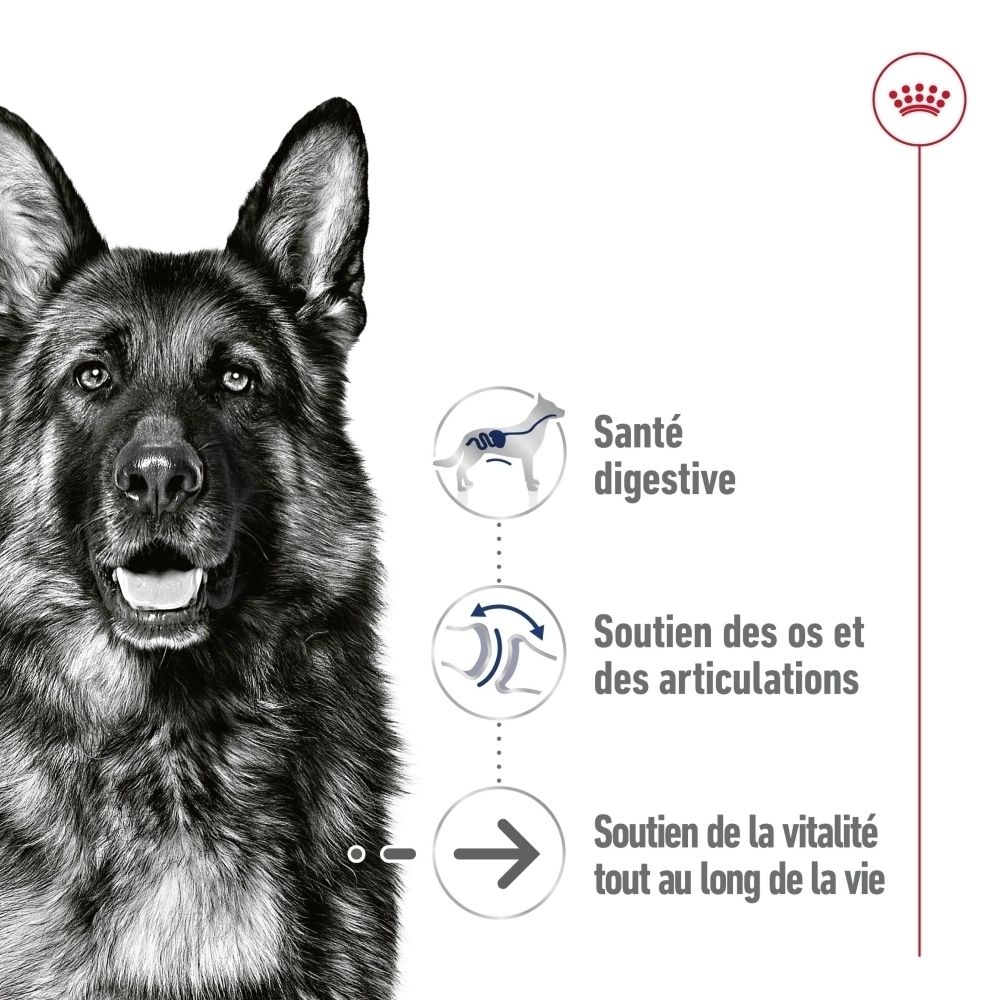 Sachet Royal Canin Maxi Ageing 140g et une boîte de plusieurs sachets, avec indication de taille de paquet.