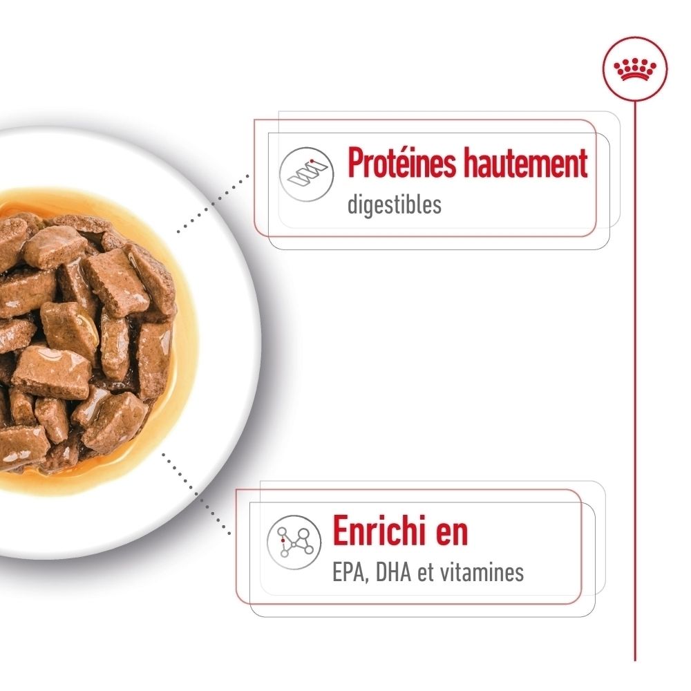 Illustration de l'évolution de l'alimentation Royal Canin Maxi Ageing pour chiens, du chiot au senior.