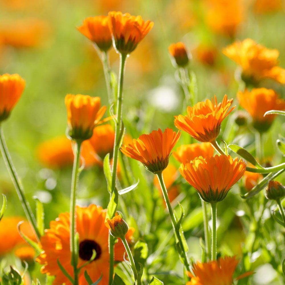 Weleda Pâte dentifrice au Calendula