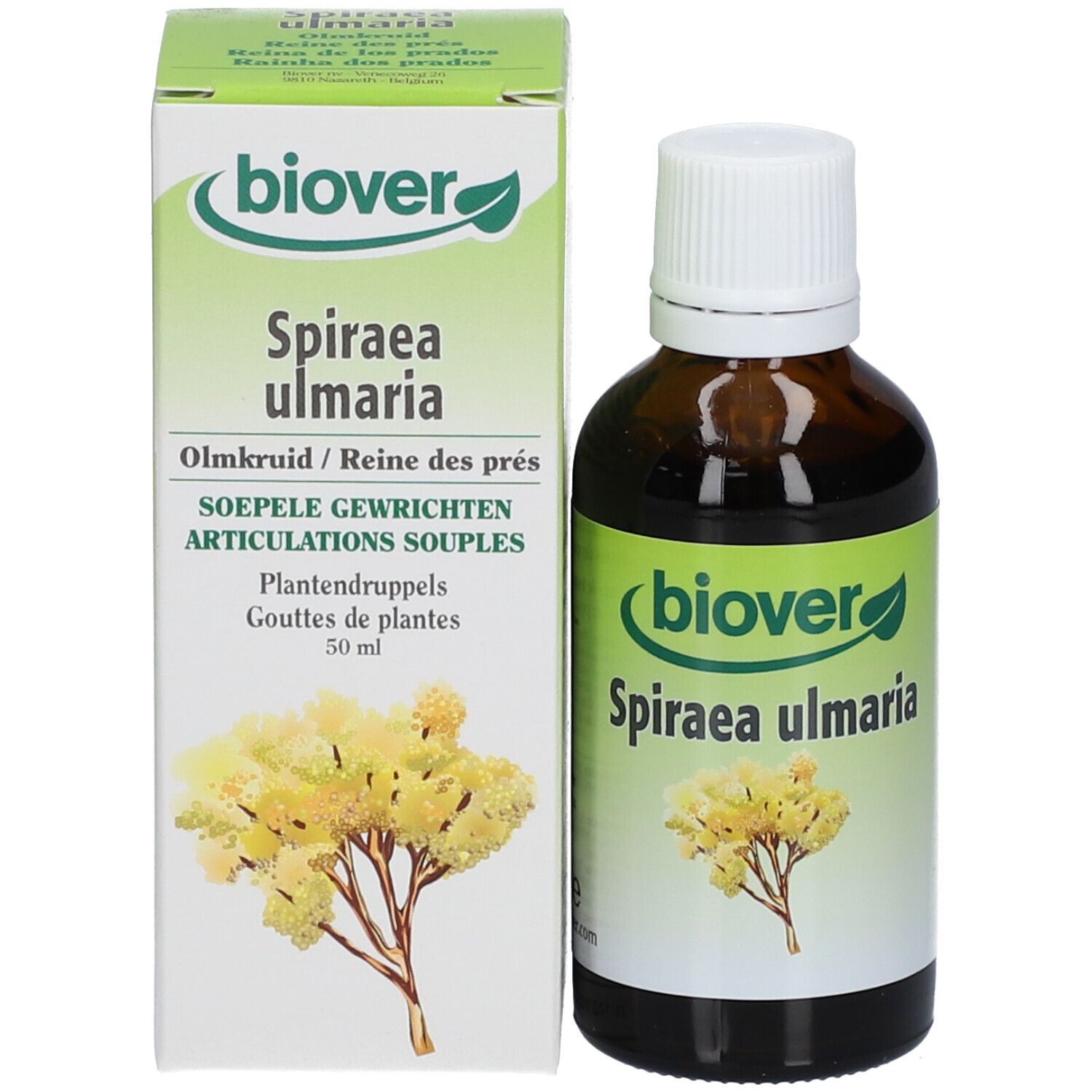 biover Spiraea ulmaria