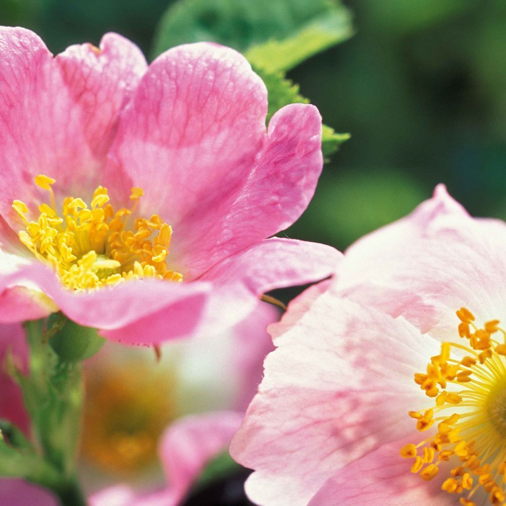 WELEDA Fluide Lissant à la Rose Musquée Bio