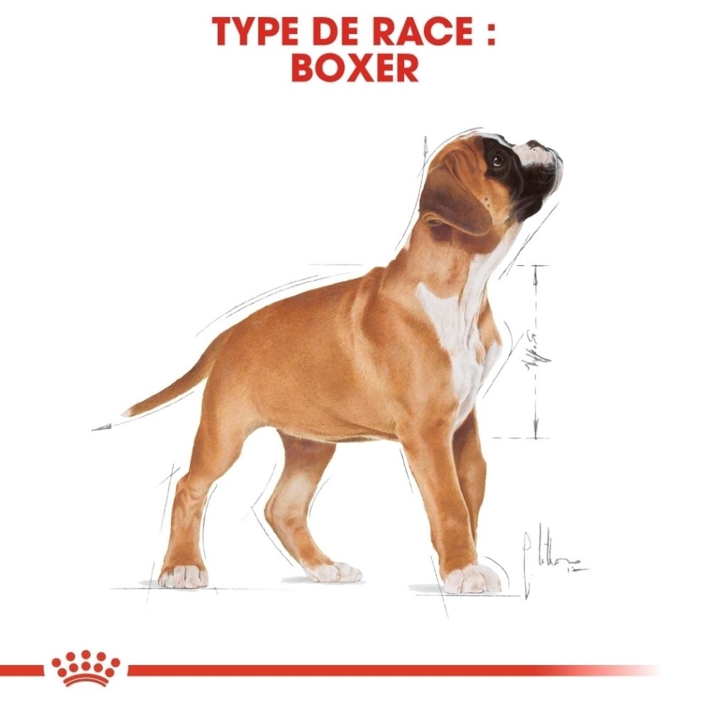 Un jeune chien Boxer, au pelage brun et blanc, se tient debout. Des dessins techniques sont représentés autour de lui.