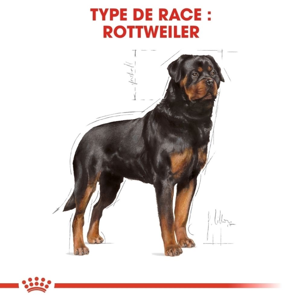 Illustration d'un Rottweiler avec des dessins schématiques et le texte 'Type de race : Rottweiler'.