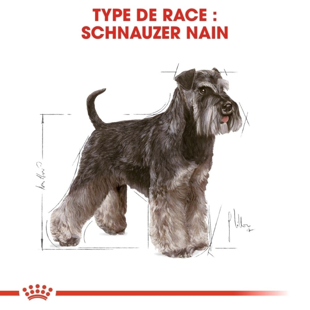 Royal Canin BHN Miniature Schnauzer 3kg: Profil de race et illustration d'un Schnauzer.
