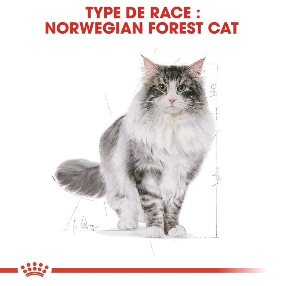 Chat Norvégien avec fourrure gris-blanc et yeux verts, dessin schématique à côté.