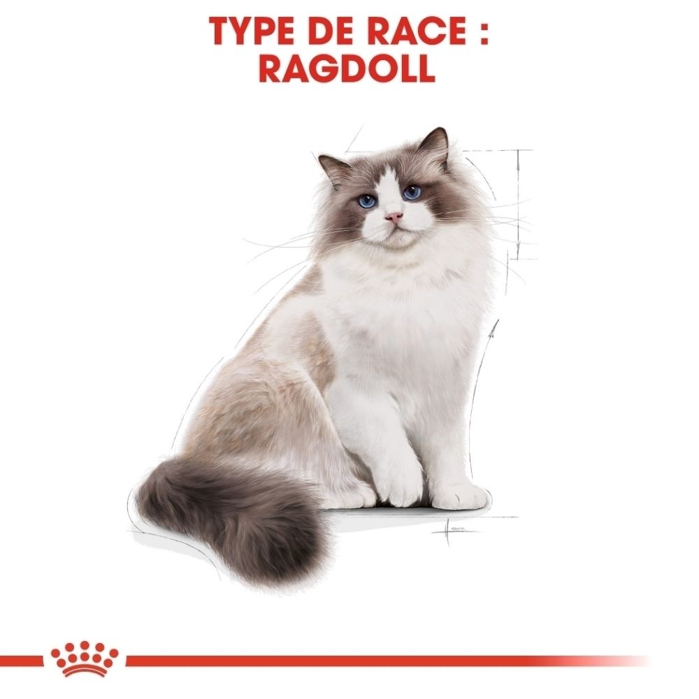 Chat Ragdoll aux yeux bleus et au pelage long, assis. Texte : RAGDOLL.