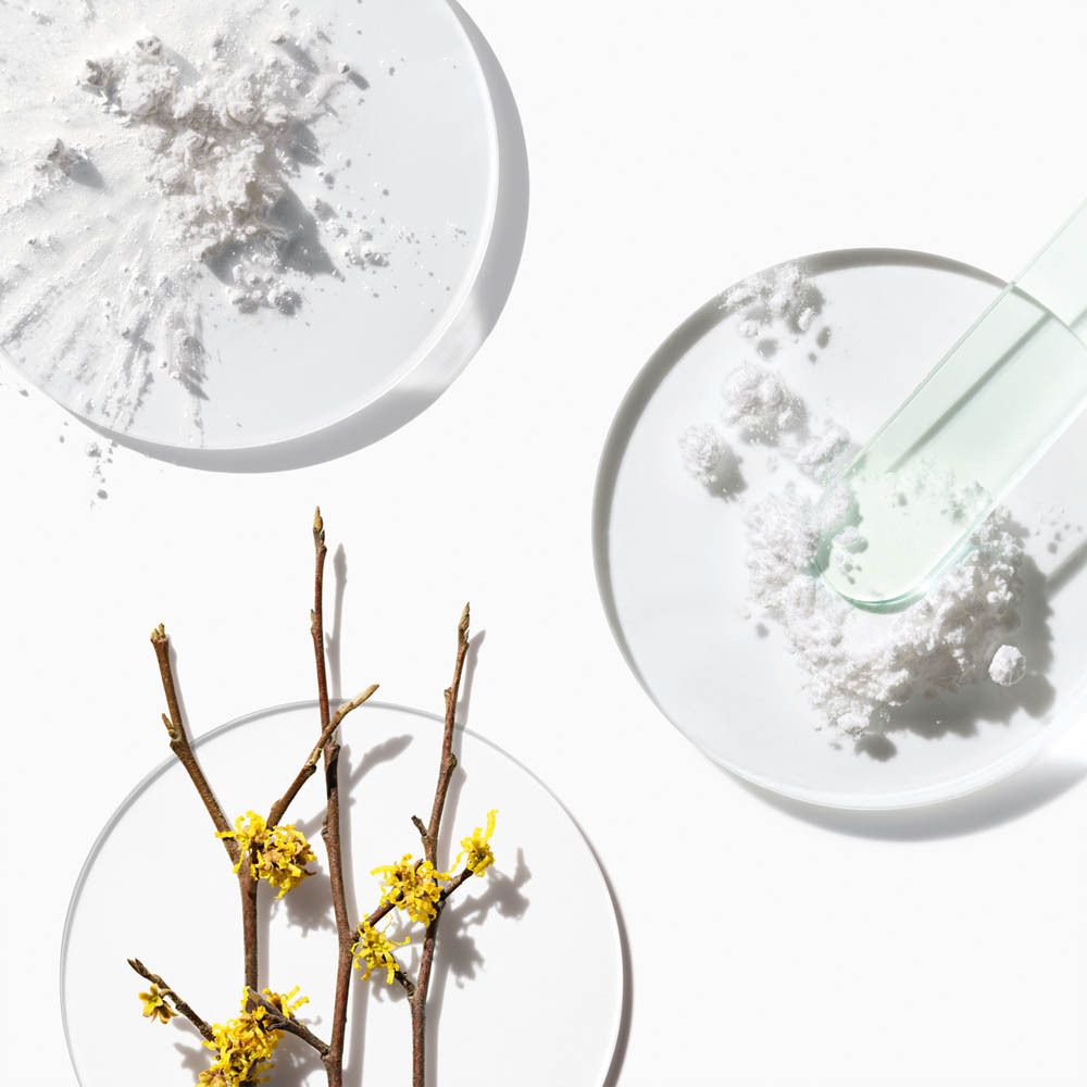 Poudre blanche sur boîtes de Pétri, à côté de branches à fleurs jaunes.
