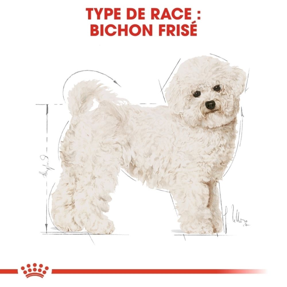 Illustration d'un chien Bichon Frise avec lignes de mesure, à côté du texte sur la nutrition de race et les croquettes adaptées.