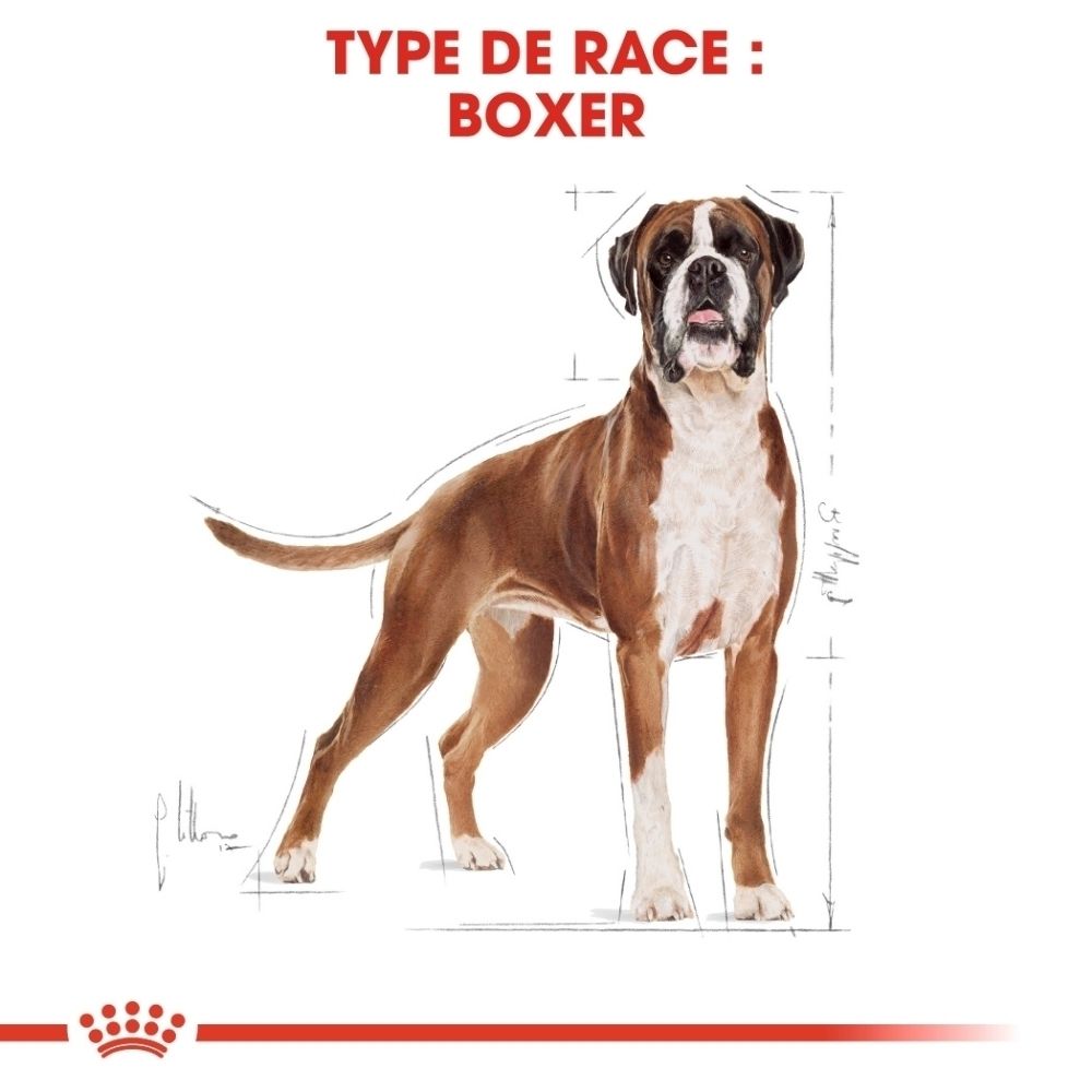 Nourriture Royal Canin Boxer : illustration d'un boxer avec schéma pour masse musculaire et fonction cardiaque idéales.
