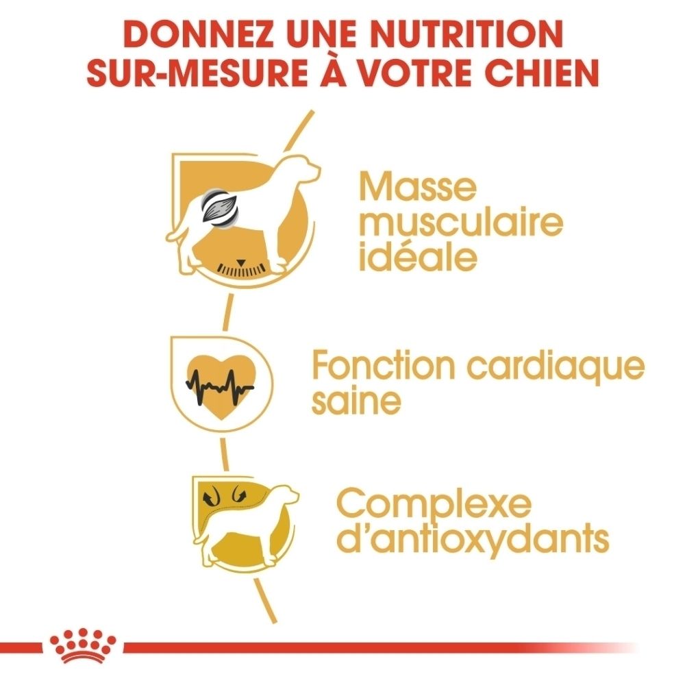 Illustration d'un boxer avec lignes de mesure et texte "TYPE DE RACE : BOXER" par Royal Canin.