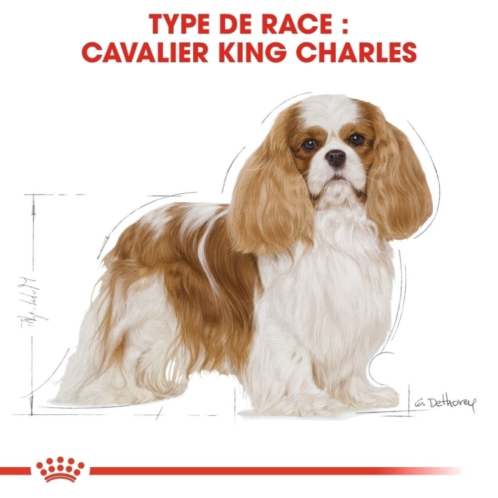 Sac Royal Canin pour Cavalier King Charles : illustration de la race et informations.