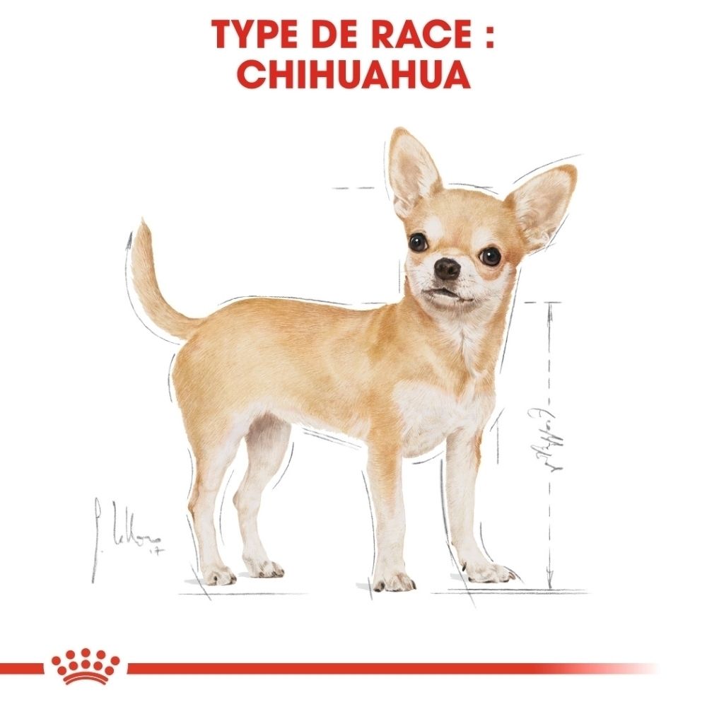Illustration d'un chien Chihuahua avec lignes de mesure, ROYAL CANIN Breed Nutrition.