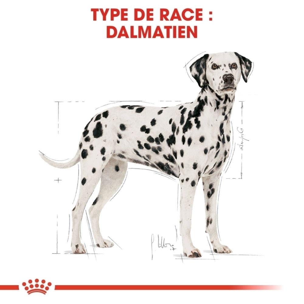 Illustration d'un Dalmatien avec texte sur les croquettes sur mesure.