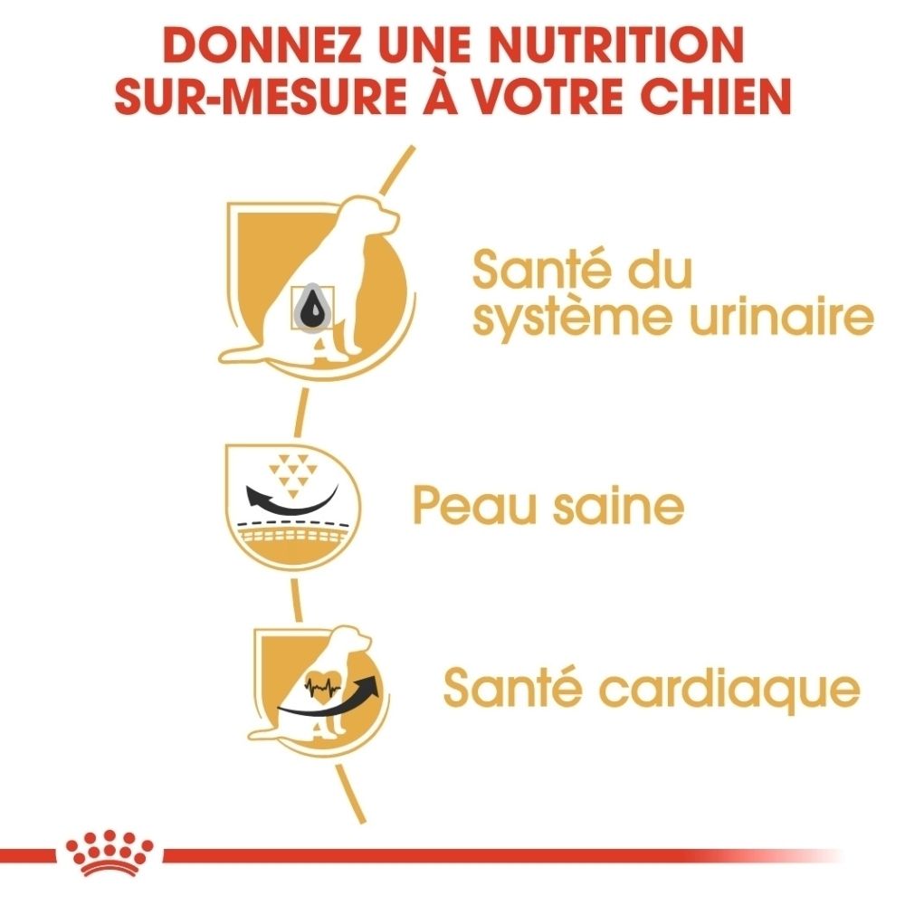 Illustration d'un Dalmatien avec texte sur la nutrition sur mesure pour chiens.