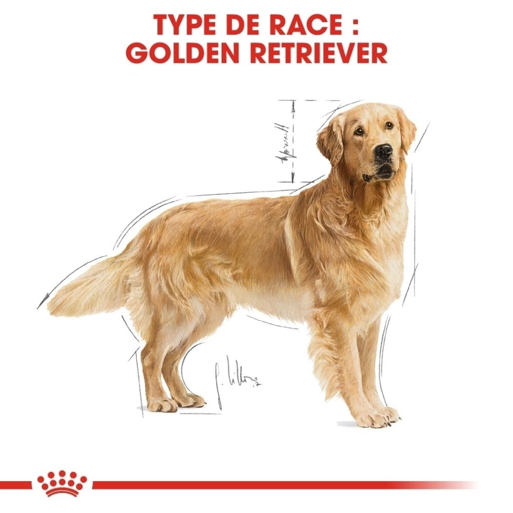 Schéma d'un Golden Retriever avec mesures, logo ROYAL CANIN.