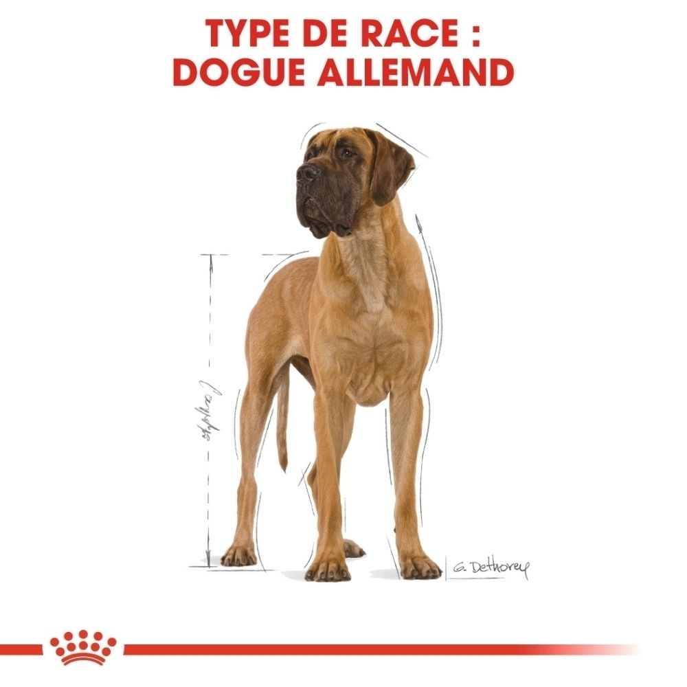 Illustration d'un Dogue Allemand avec mesures, produit: Royal Canin Great Dane Adult.