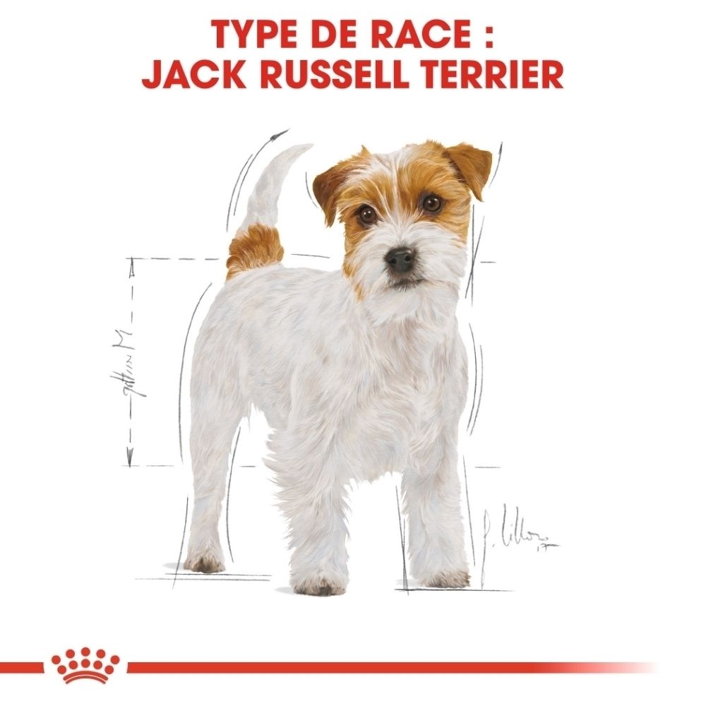 Chien Jack Russell Terrier avec schéma.