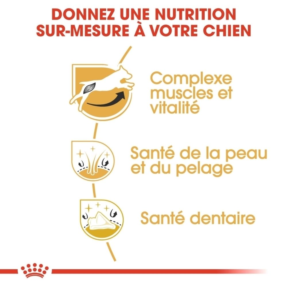Avantages de la nourriture Royal Canin Jack Russell Terrier.
