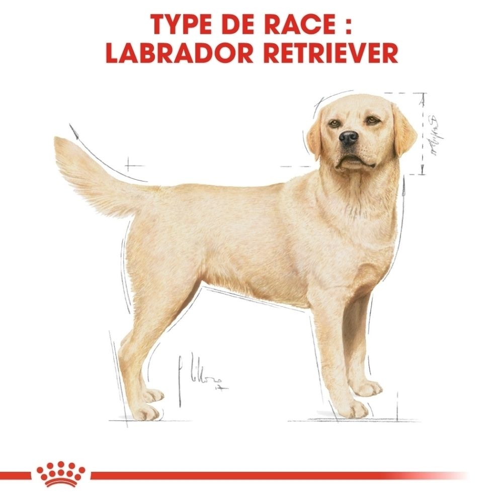 Illustration d'un Labrador Retriever avec des mesures schématiques.