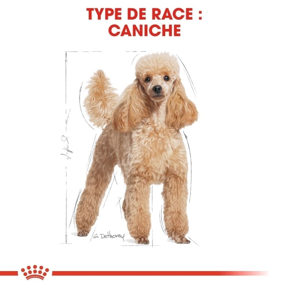Sac Royal Canin pour Poodles: Nutrition de race, croquettes sur mesure et santé du pelage.