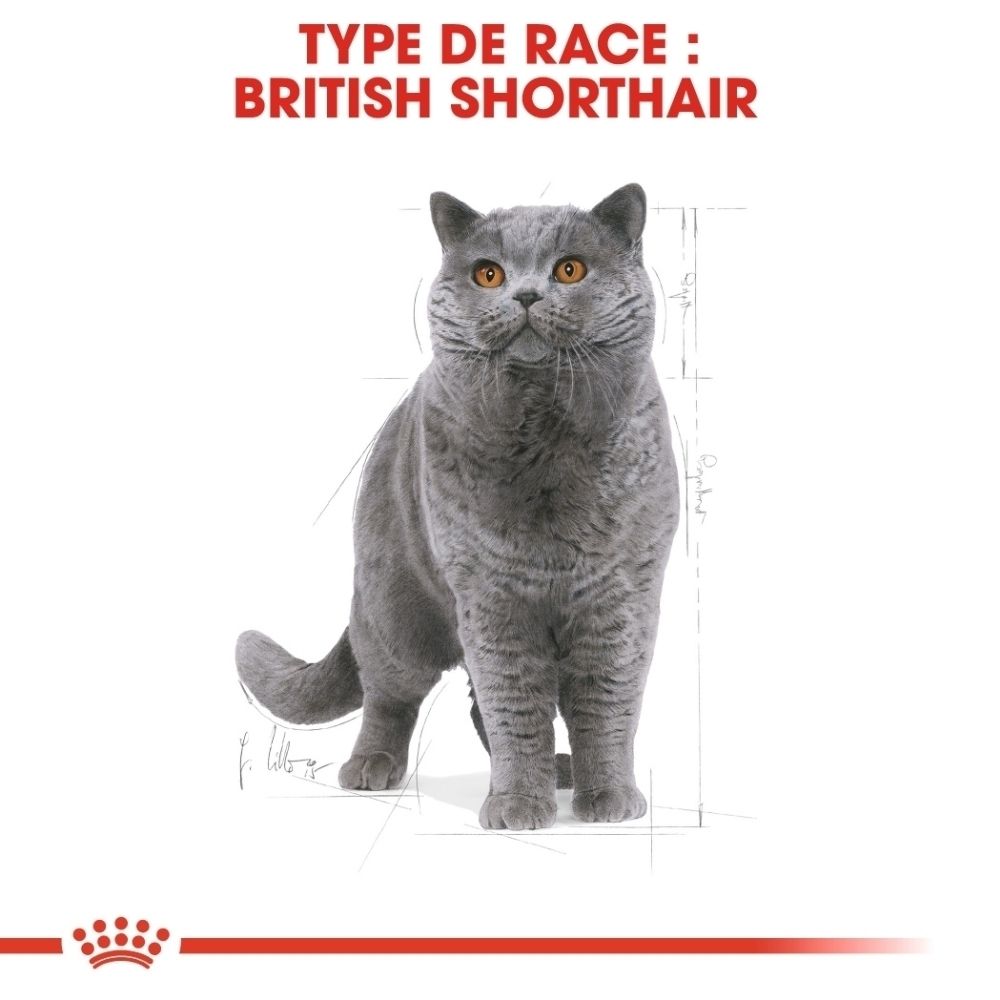 Tableau de rationnement pour nourriture ROYAL CANIN® British Shorthair, basé sur le poids et le niveau d'activité du chat.