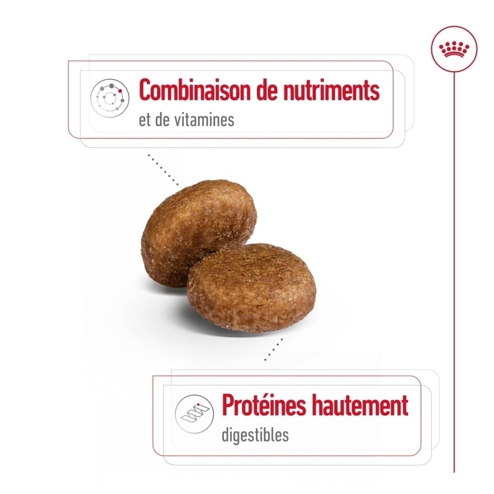 Nourriture Royal Canin Maxi Adult 5+ : santé digestive et vitalité.