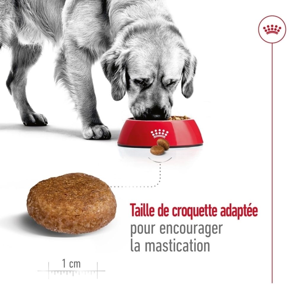 Nourriture Royal Canin Maxi Adult 5+ : combinaison nutriments et vitamines, protéines.