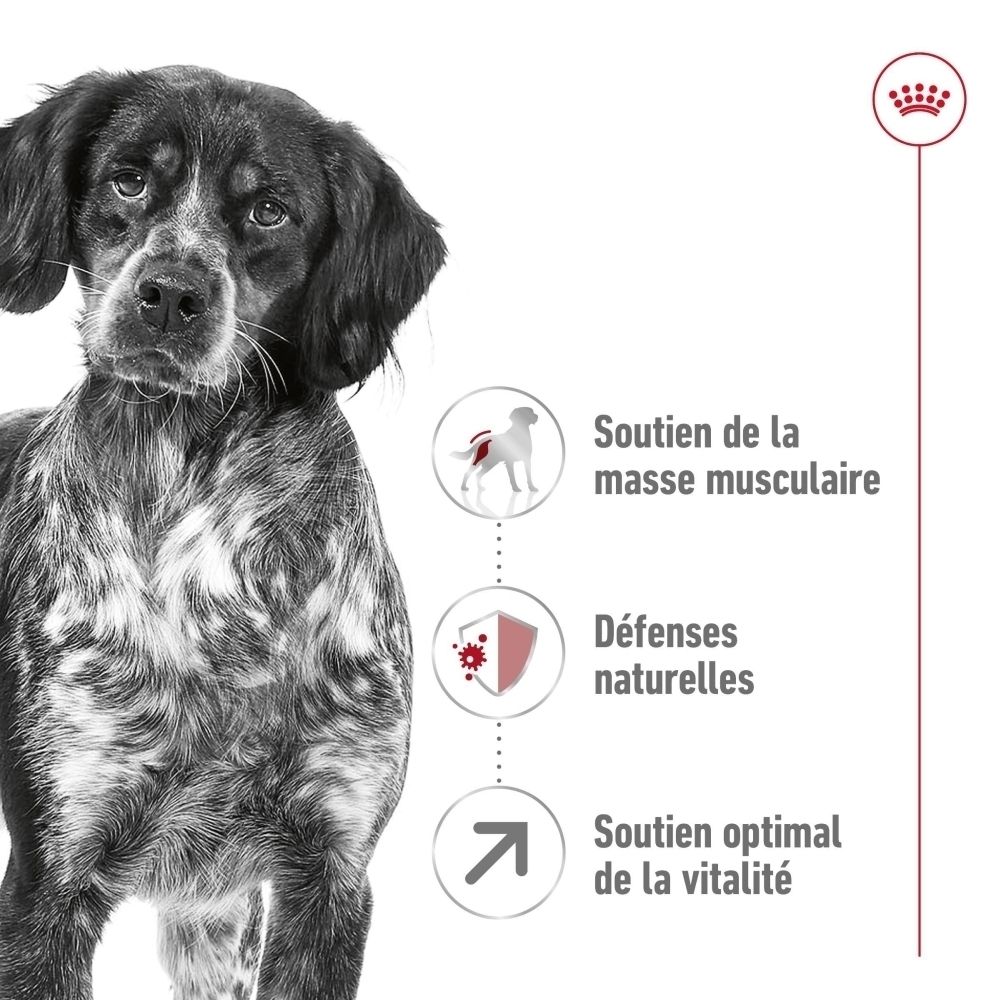 Gros plan d'un chien avec icônes pour le soutien musculaire et la vitalité.